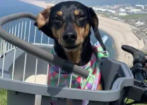 E-Bike Half-Day Trip to Harrys Rock or Corfé Castle Thumb