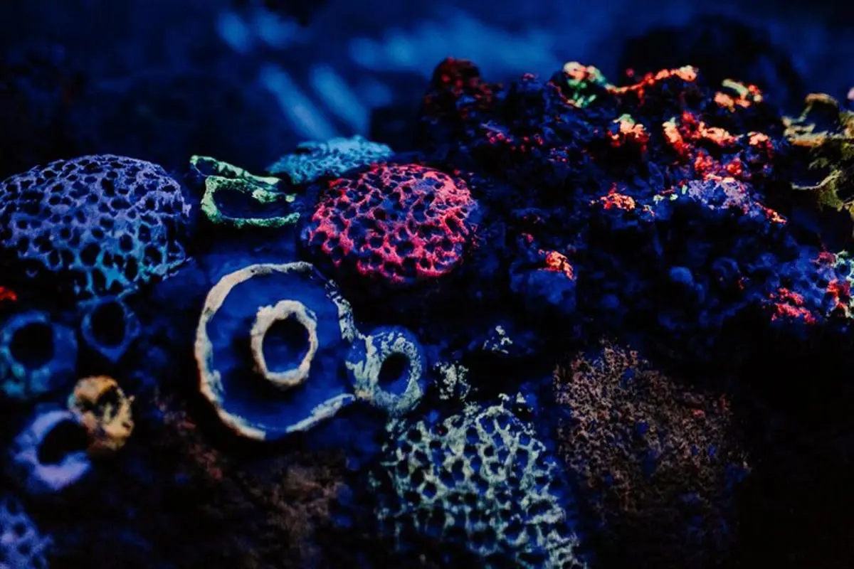 SEA LIFE Adventure Park